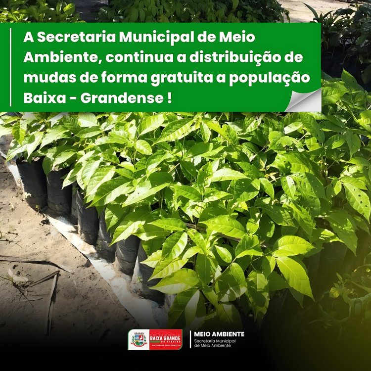 A Secretaria Municipal de Meio Ambiente, continua a distribuição de mudas de forma gratuita a população