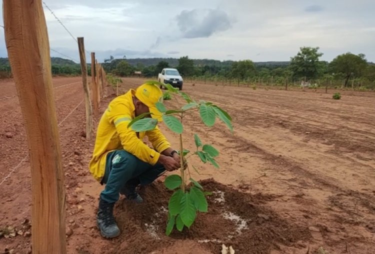 22 de Fevereiro dia Da Criação do IBAMA