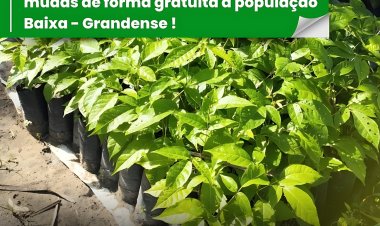 A Secretaria Municipal de Meio Ambiente, continua a distribuição de mudas de forma gratuita a população