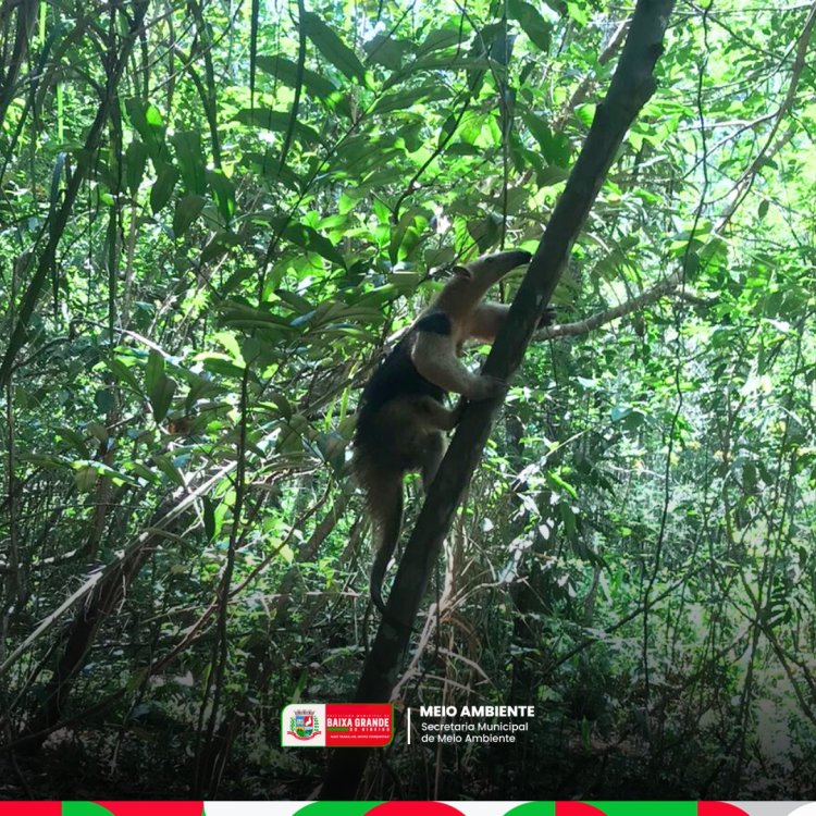 DIA NACIONAL DO CERRADO  11 DE SETEMBRO