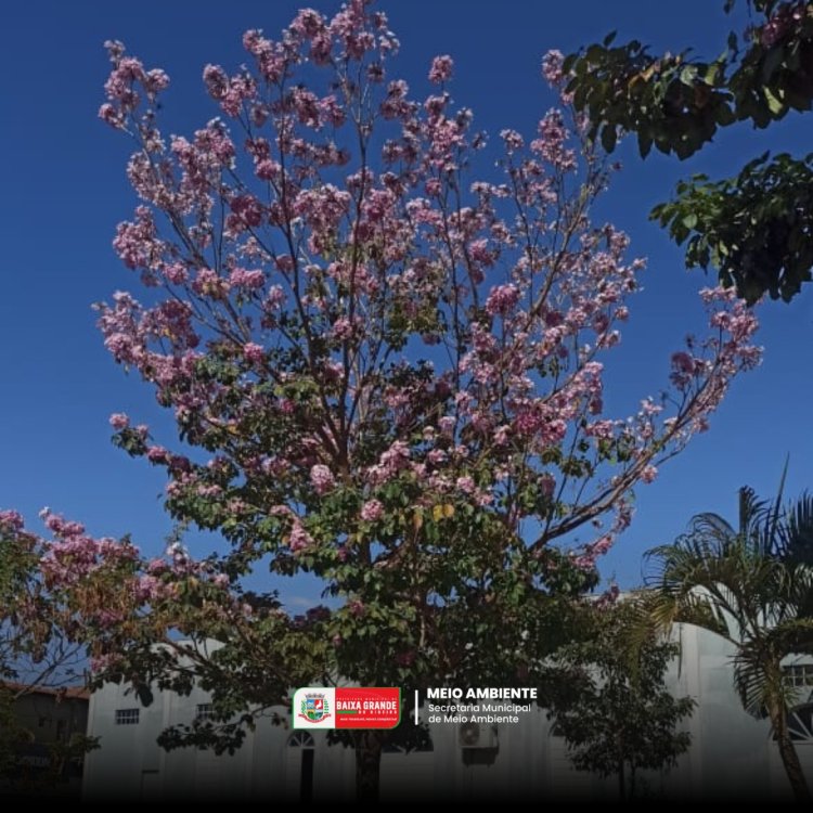 21 DE SETEMBRO DIA DA ÁRVORE