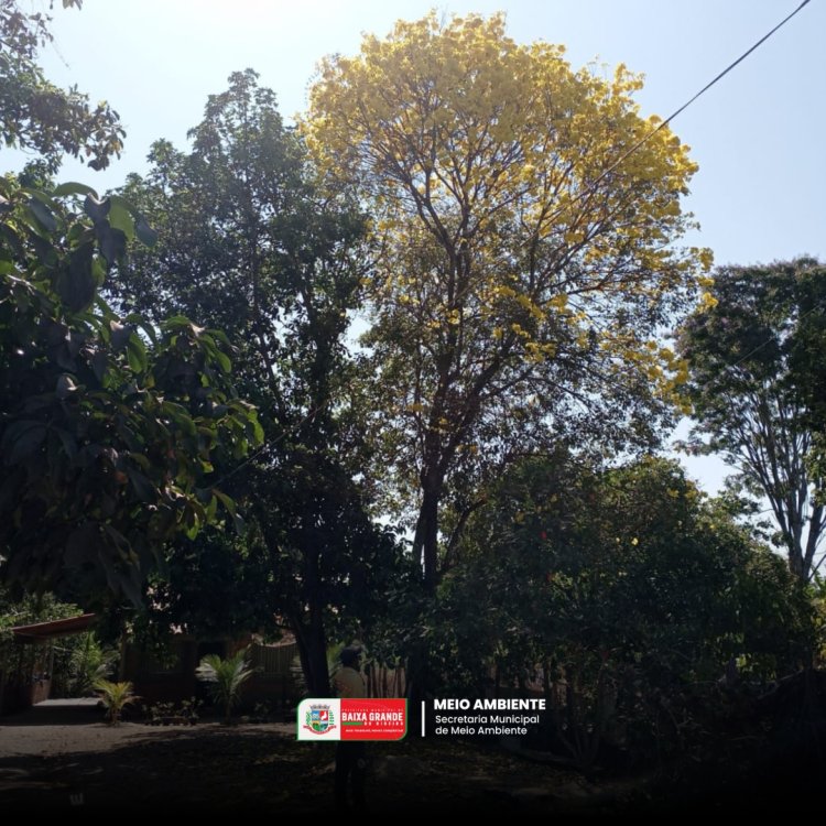 21 DE SETEMBRO DIA DA ÁRVORE