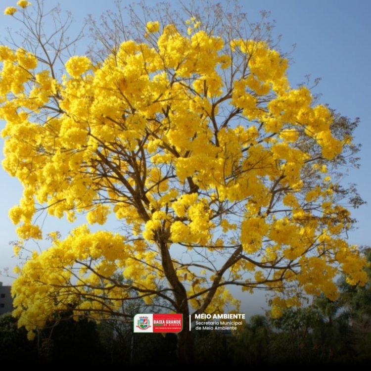 21 DE SETEMBRO DIA DA ÁRVORE