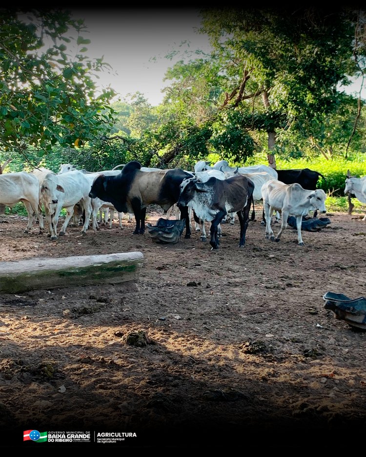PREFEITURA DE BAIXA GRANDE DO RIBEIRO REALIZA VACINAÇÃO CONTRA BRUCELOSE NA ZONA RURAL.