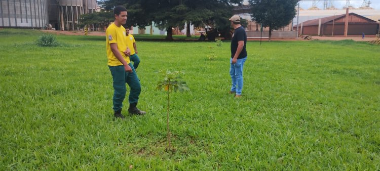 BAIXA GRANDE DO RIBEIRO : AÇÃO DE REFLORESTAMENTO E PRESERVAÇÃO AMBIENTAL NA FAZ RIBEIRÃO