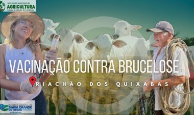 Vacinação contra Brucelose