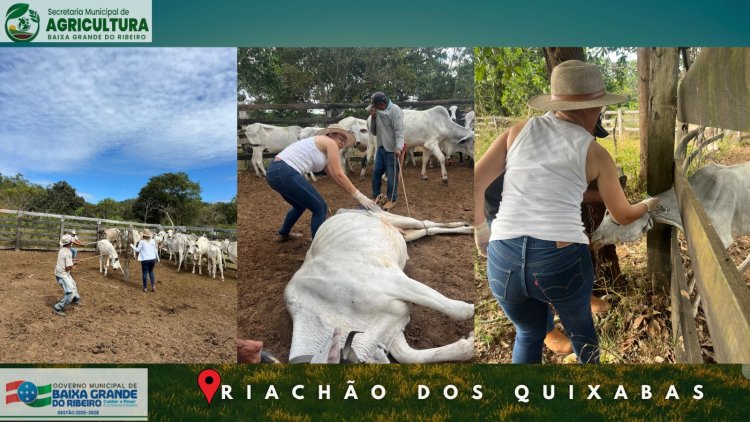 Vacinação contra Brucelose