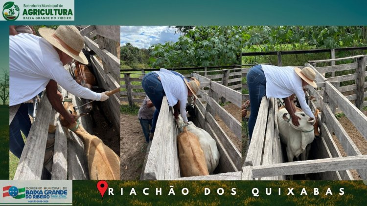 Vacinação contra Brucelose