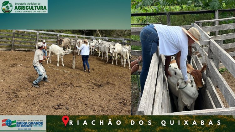Vacinação contra Brucelose