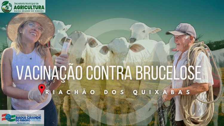 Vacinação contra Brucelose